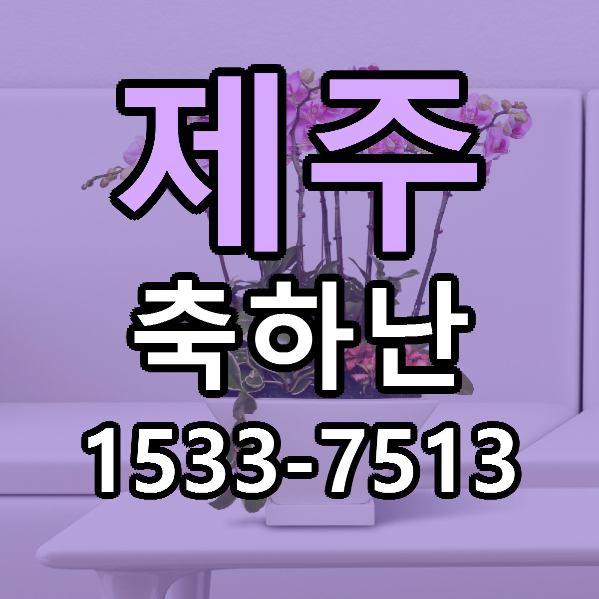 제주 축하난 빠른배송 싼곳 가격 문의