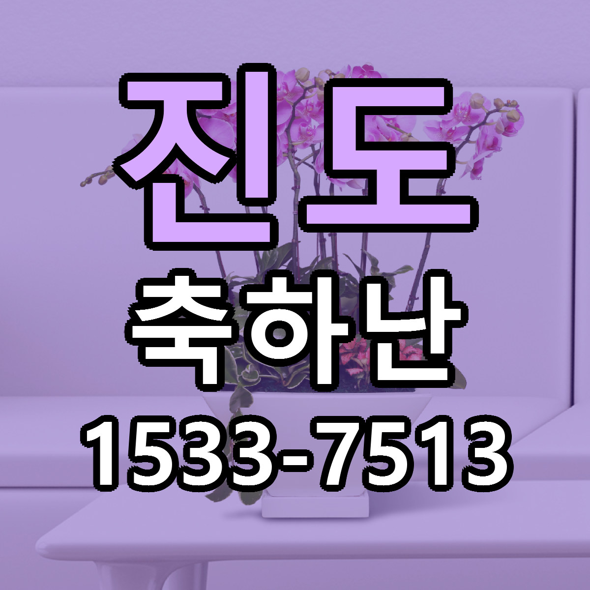 진도 축하난 근처꽃집 가격 저렴한곳 안내