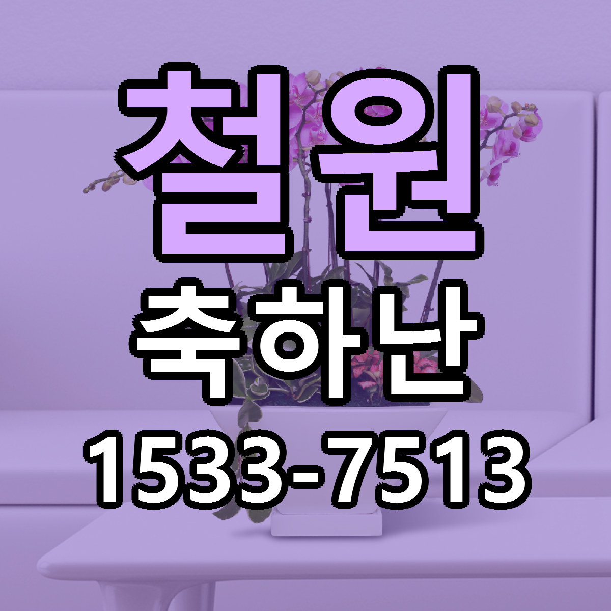 철원 축하난 빠른배송 싼곳 가격 문의