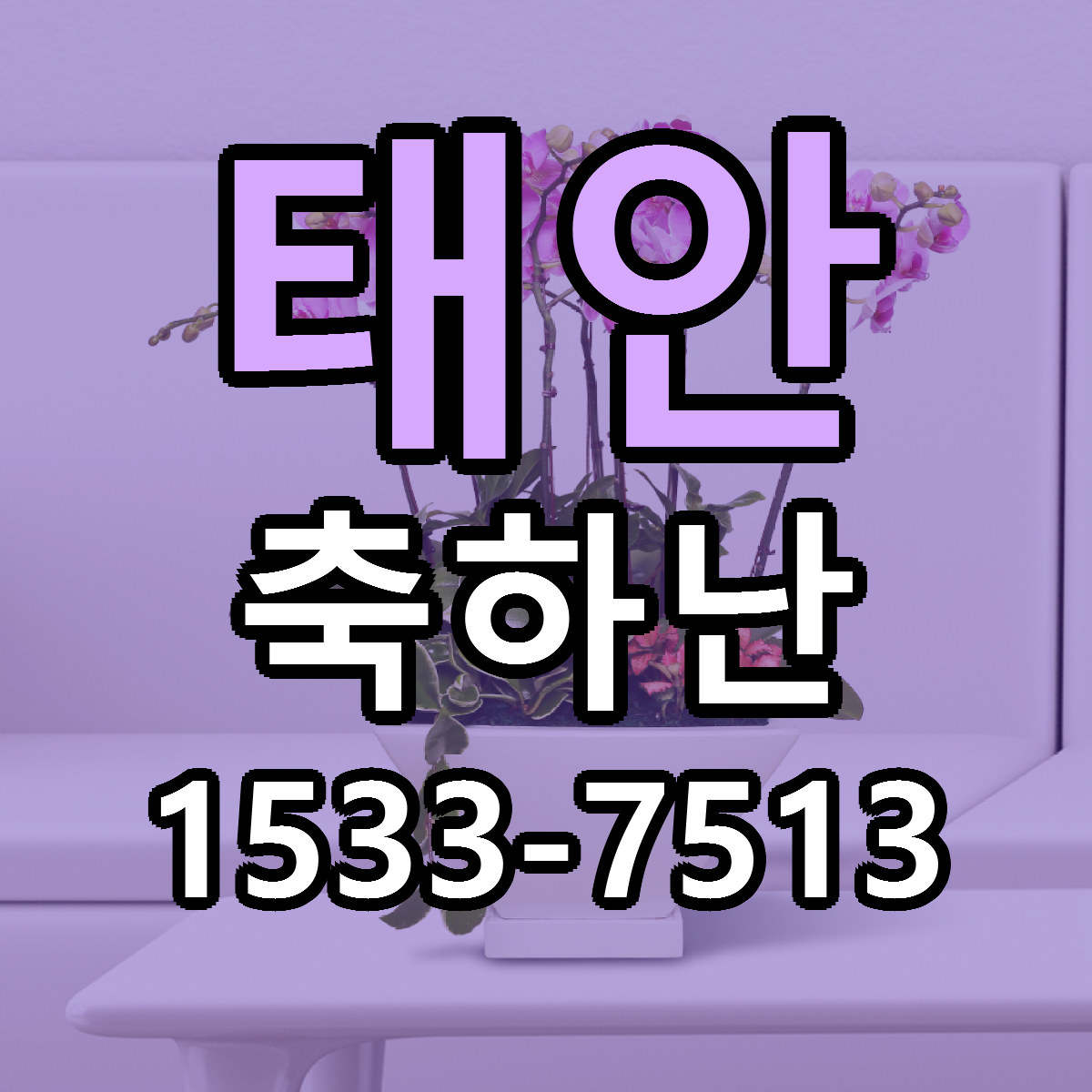 태안 축하난 근처꽃집 가격 저렴한곳 안내