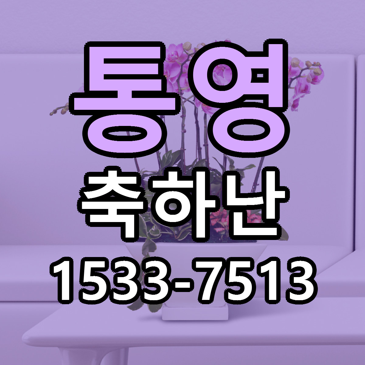 통영 축하난 빠른배송 저렴한곳 가격 정리