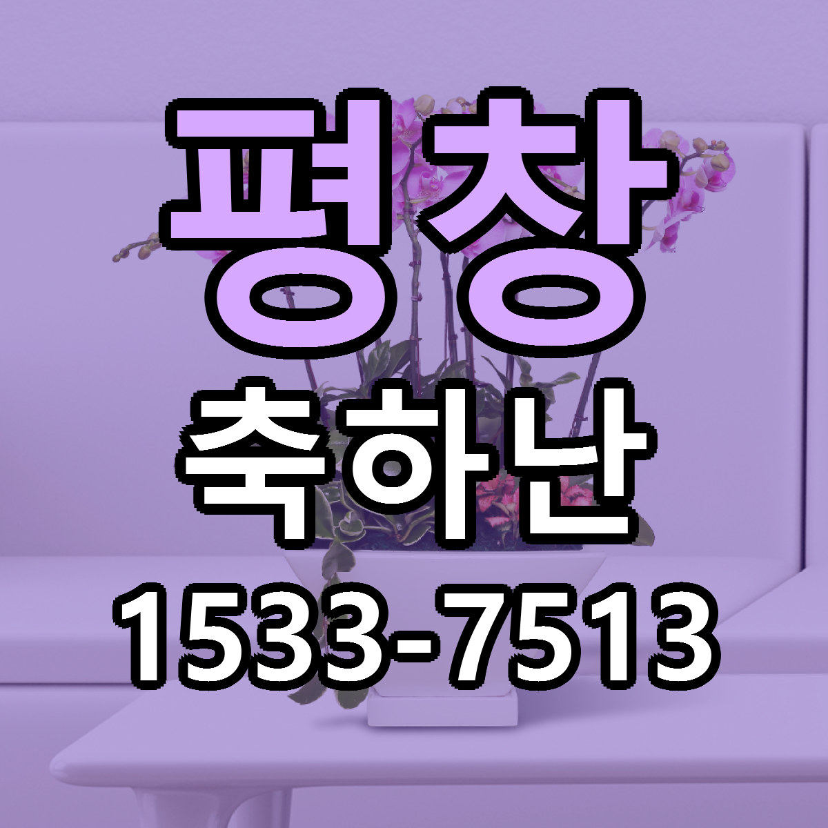 평창 축하난 빠른배송 가격 저렴한곳 찾기