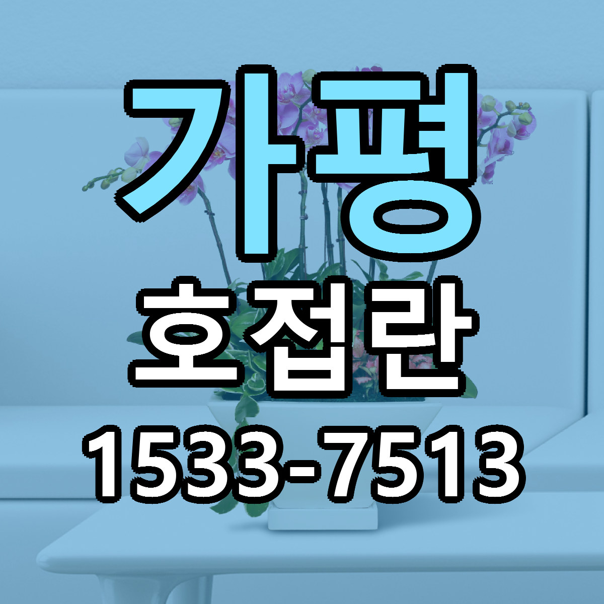 가평 호접란 저렴한곳 당일배송 가격 만족