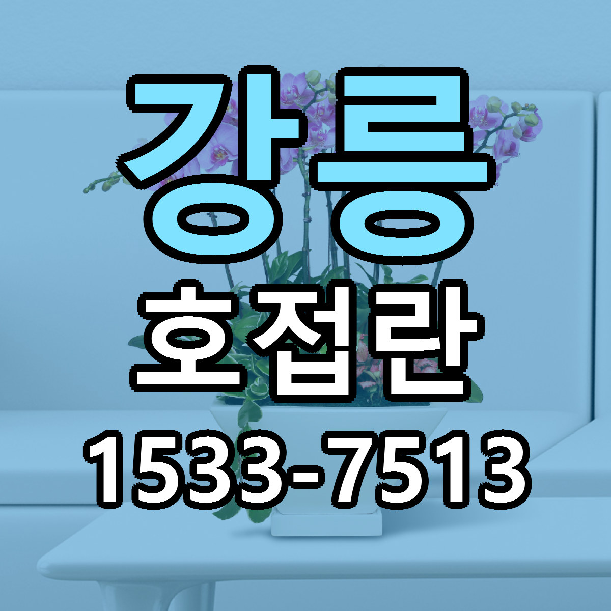 강릉 호접란 빠른배송 리본문구 가격 알뜰 비교
