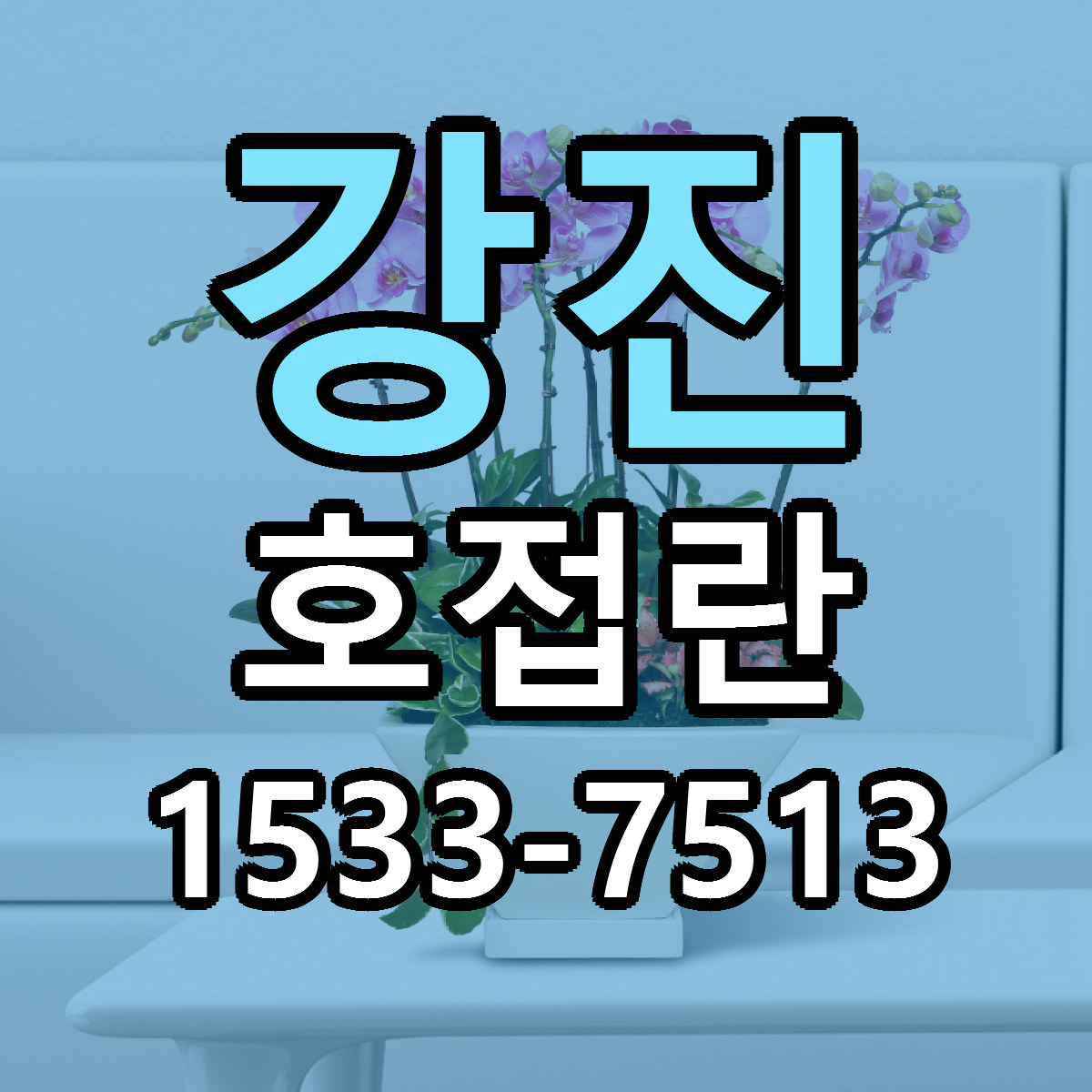 강진 호접란 가격 착한 싼곳 당일배송 안내