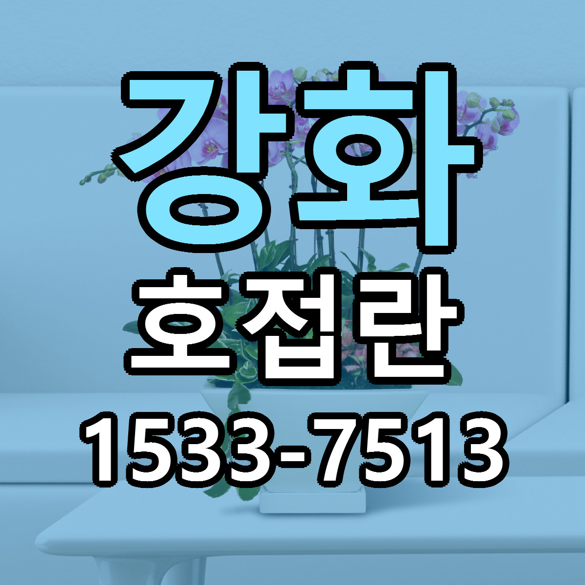 강화 호접란 저렴한곳 당일배송 근처꽃집 추천