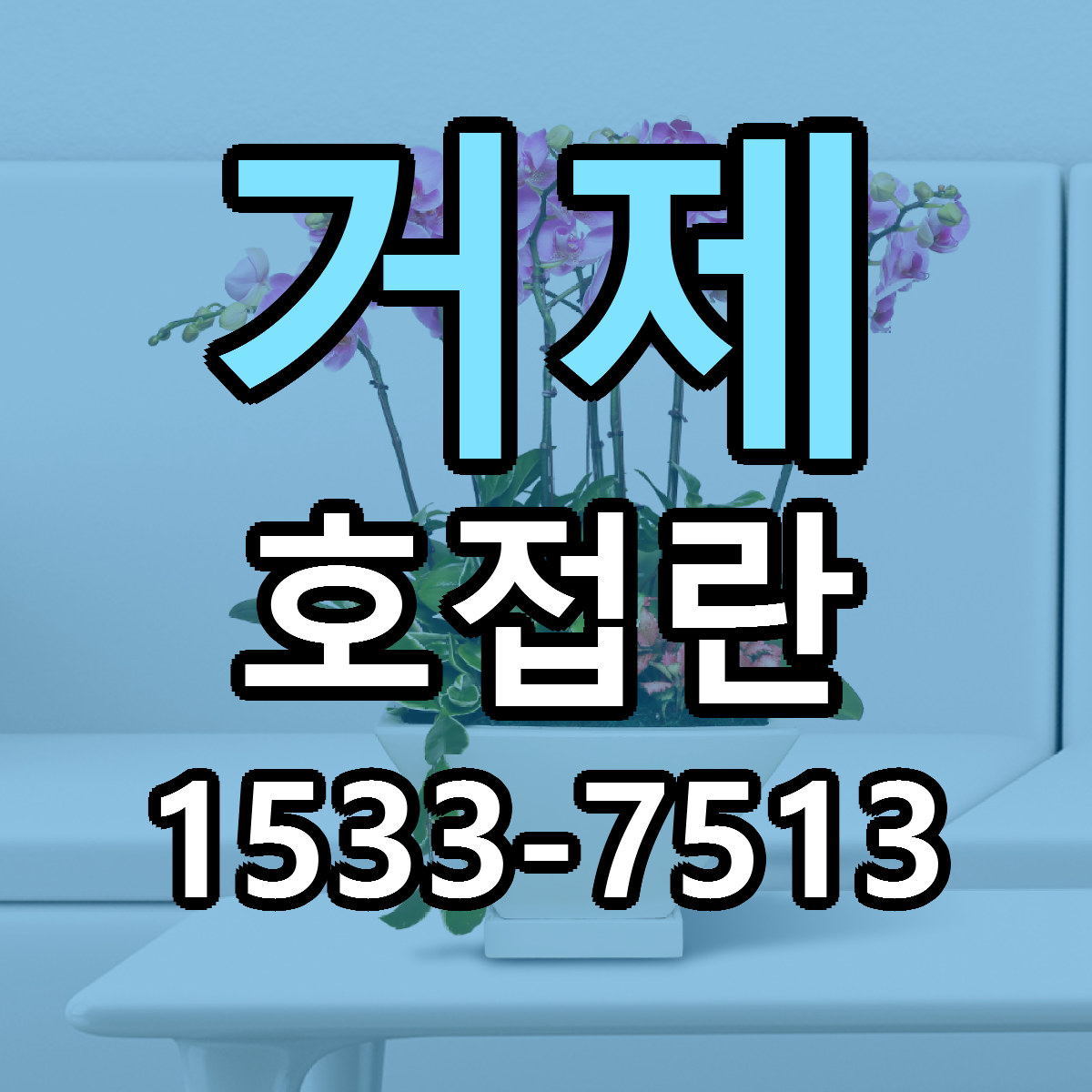 거제 호접란 빠른배송 리본문구 근처꽃집 예약