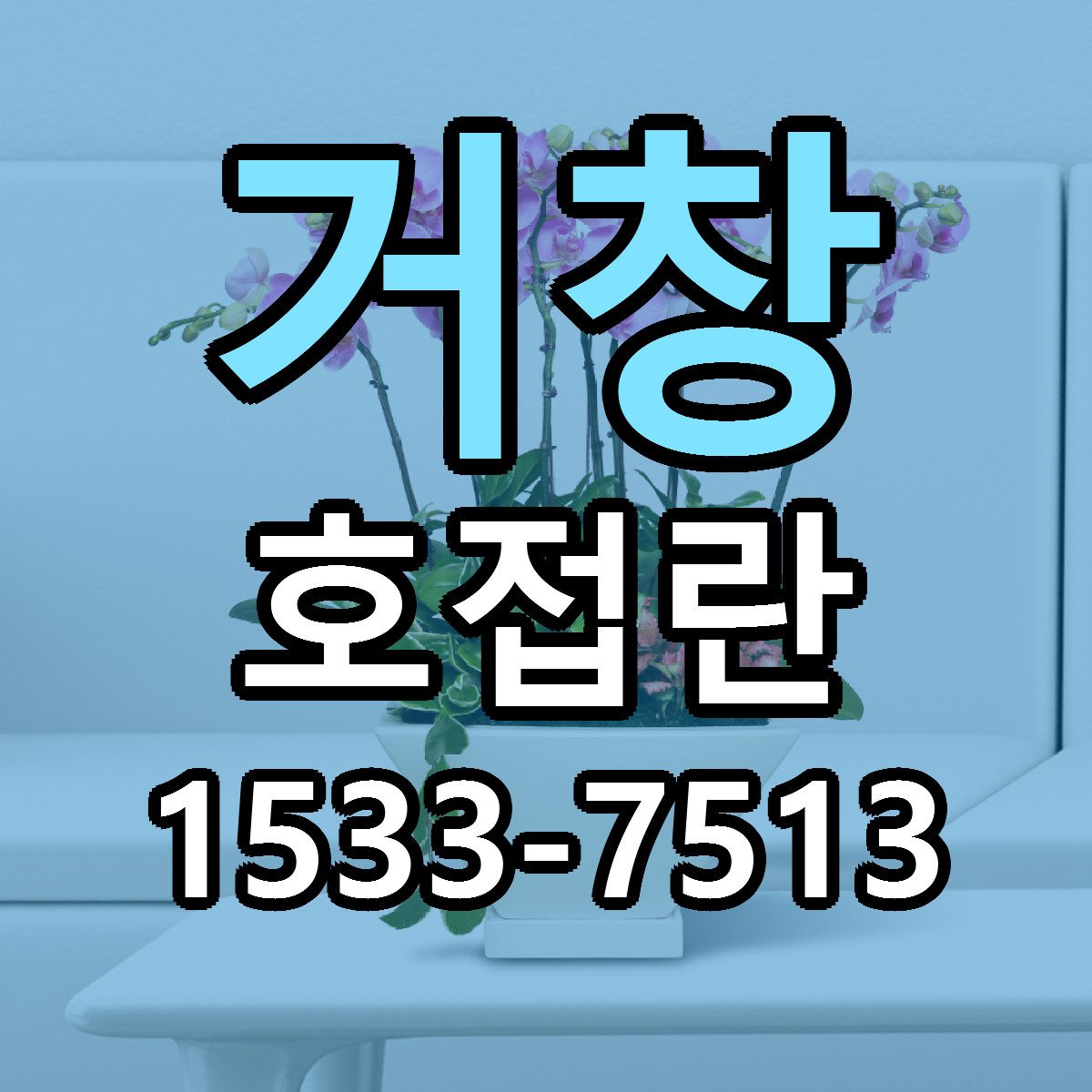 거창 호접란 근처꽃집 당일배송 가격 안내