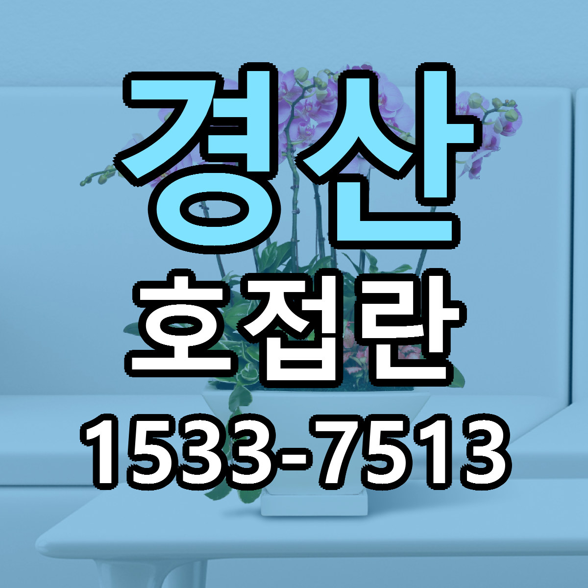 경산 호접란 근처꽃집 당일배송 가격 안내