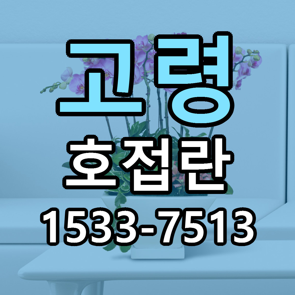 고령 호접란 당일배송 근처꽃집 싼곳 비교