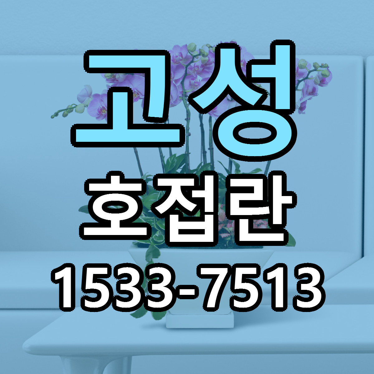 고성 호접란 당일배송 싼곳 리본문구 안내