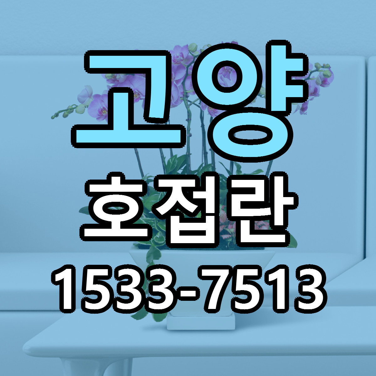 고양 호접란 싼곳 당일배송 리본문구 작성