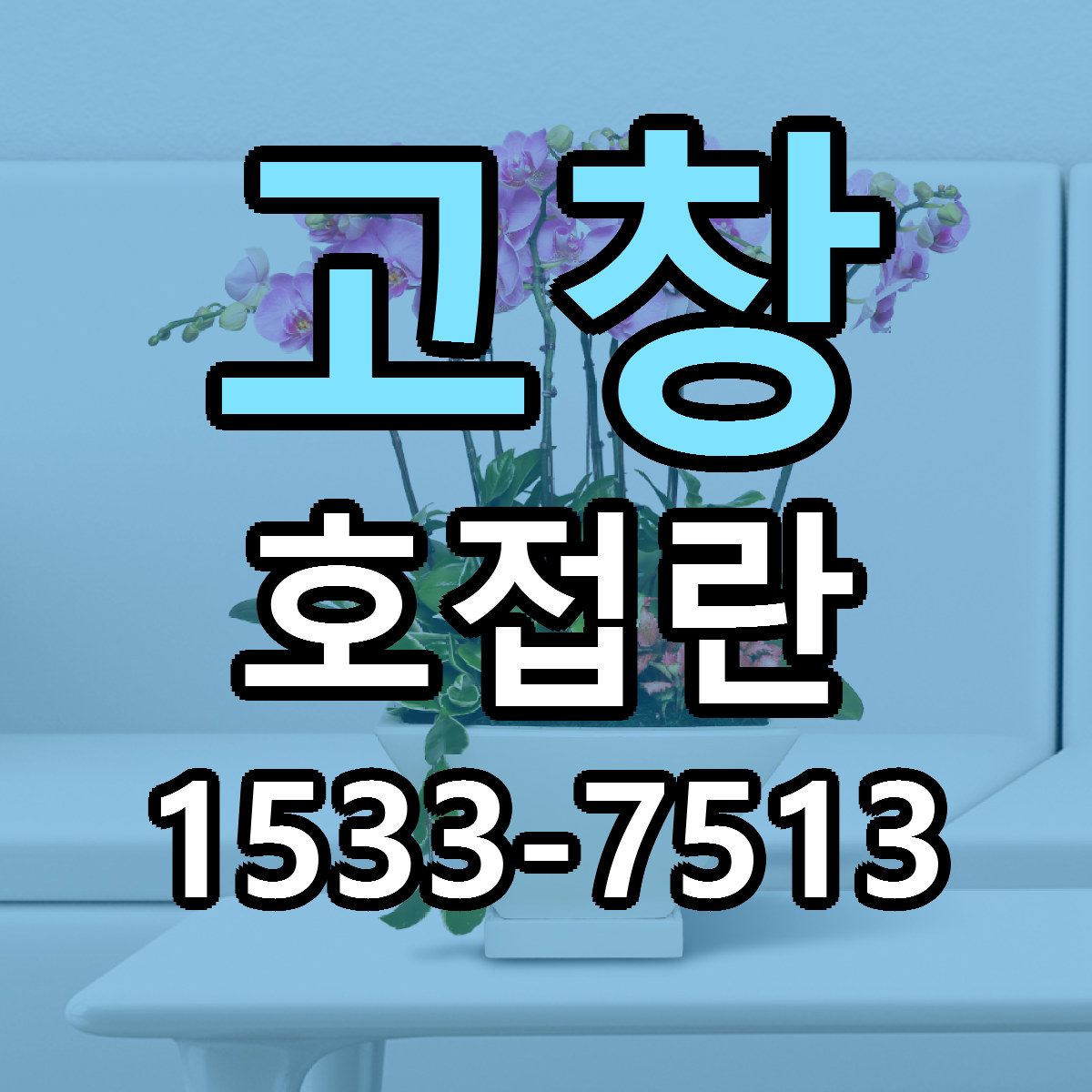 고창 호접란 당일배송 가격 저렴한곳 추천