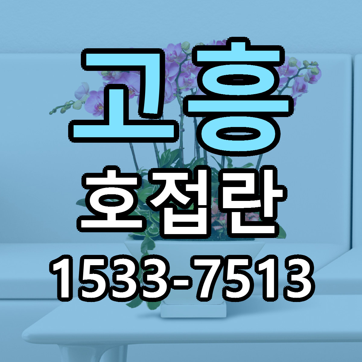 고흥 호접란 당일배송 근처꽃집 싼곳 비교