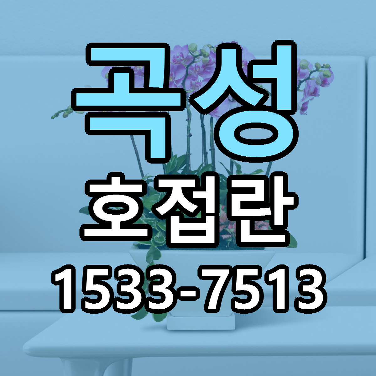 곡성 호접란 근처꽃집 빠른배송 가격 문의