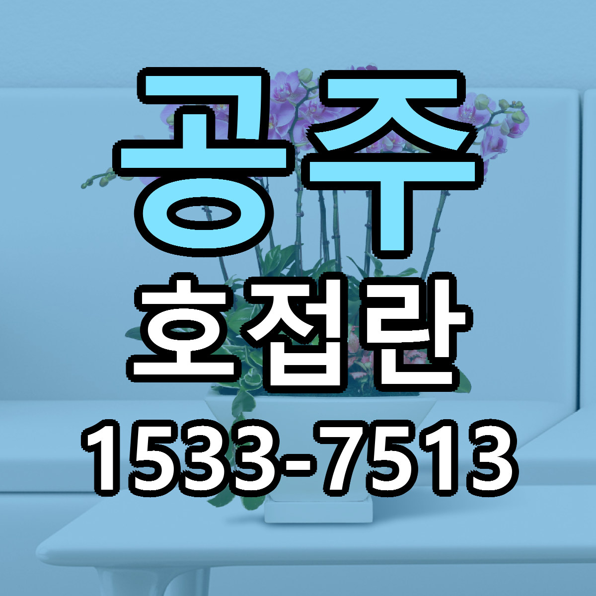 공주 호접란 저렴한곳 당일배송 가격 만족