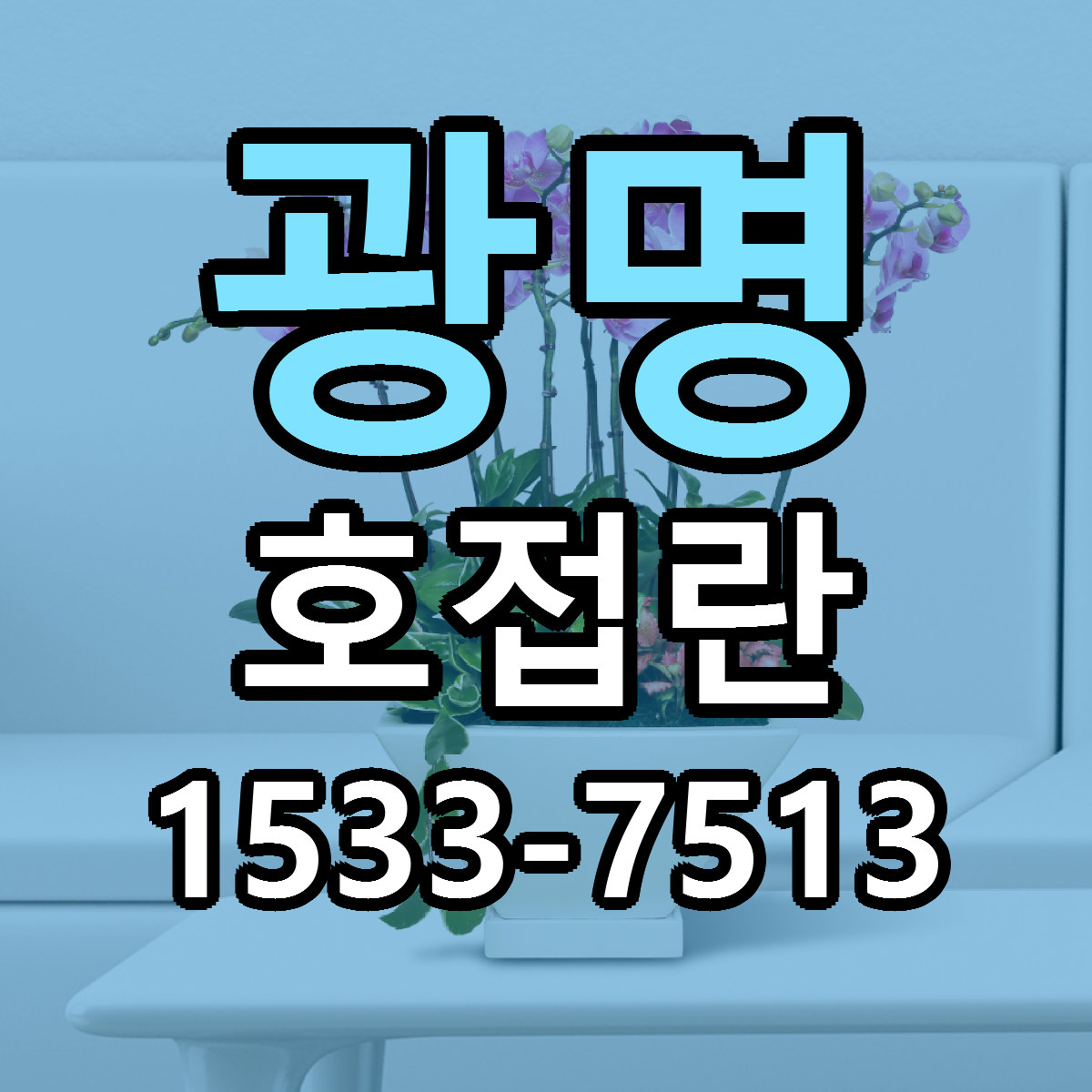 광명 호접란 근처꽃집 가격 저렴한곳 안내