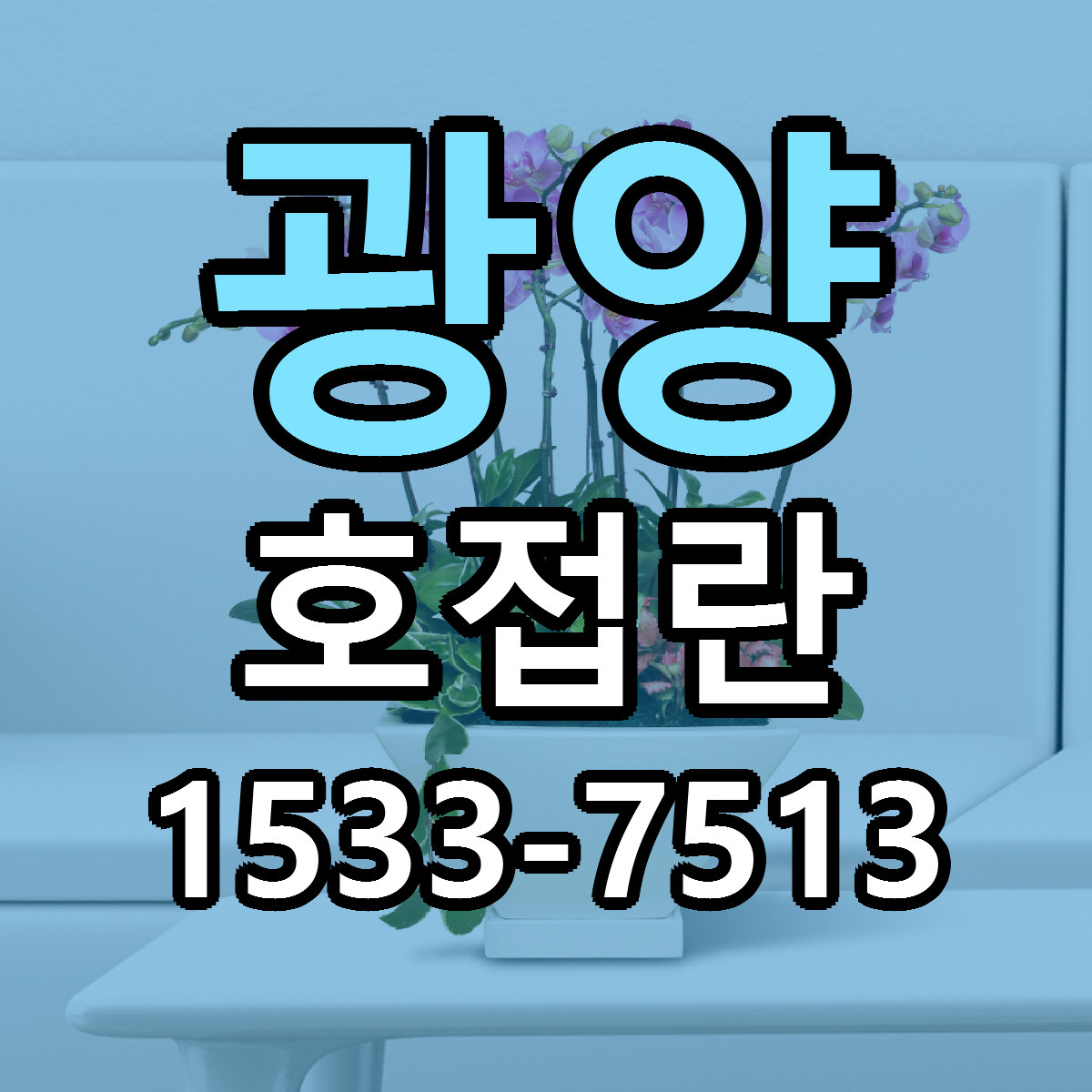 광양 호접란 빠른배송 근처꽃집 가격 비교