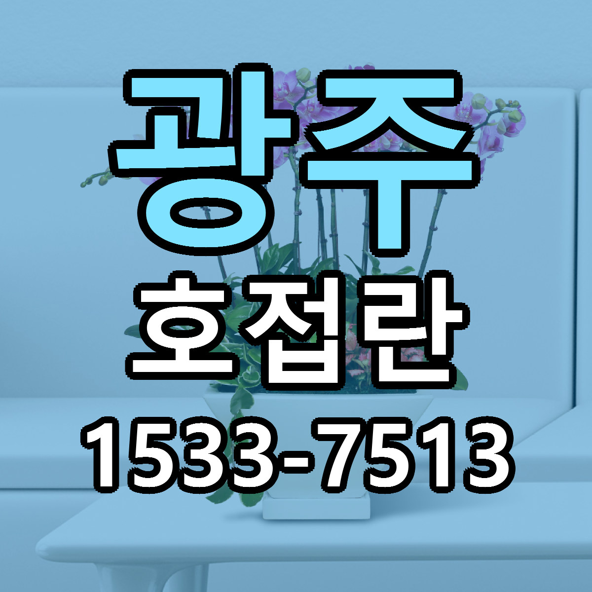 광주 호접란 근처꽃집 당일배송 리본문구 서비스