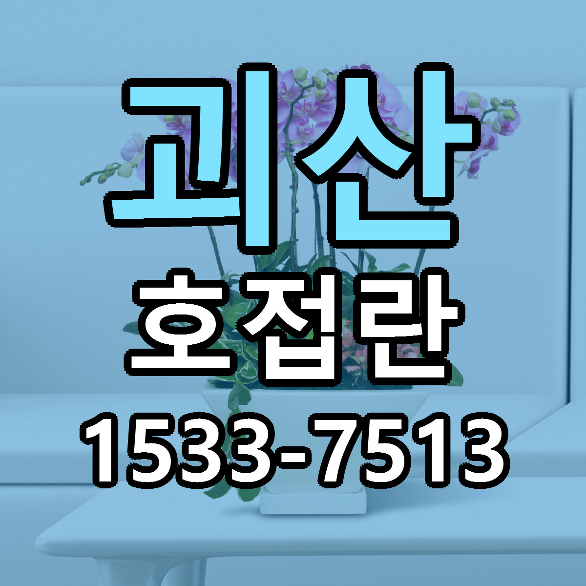 괴산 호접란 빠른배송 가격 저렴한곳 찾기
