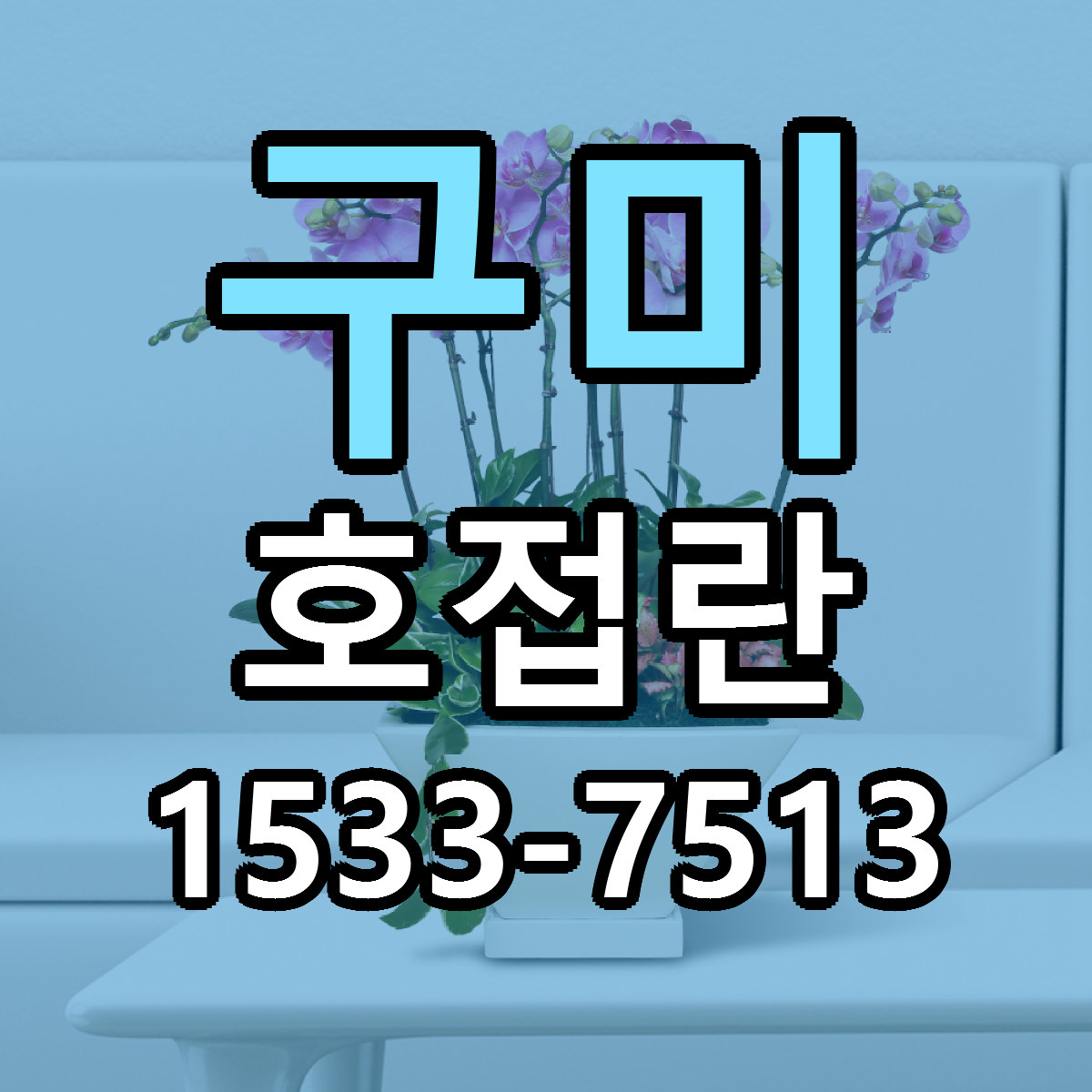 구미 호접란 빠른배송 저렴한곳 가격 정리
