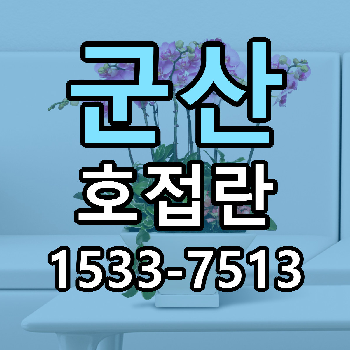 군산 호접란 빠른배송 가격 저렴한곳 찾기