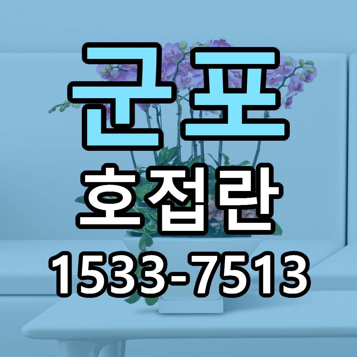 군포 호접란 빠른배송 싼곳 가격 문의