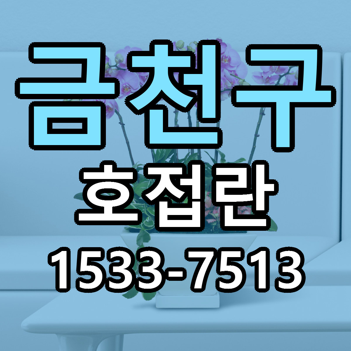 금천구 호접란 근처꽃집 가격 저렴한곳 안내