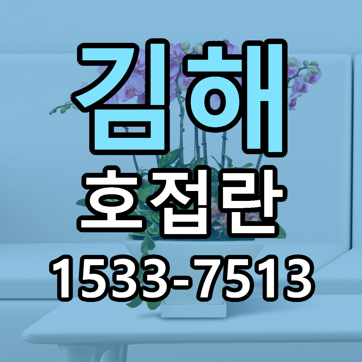 김해 호접란 빠른배송 싼곳 가격 문의