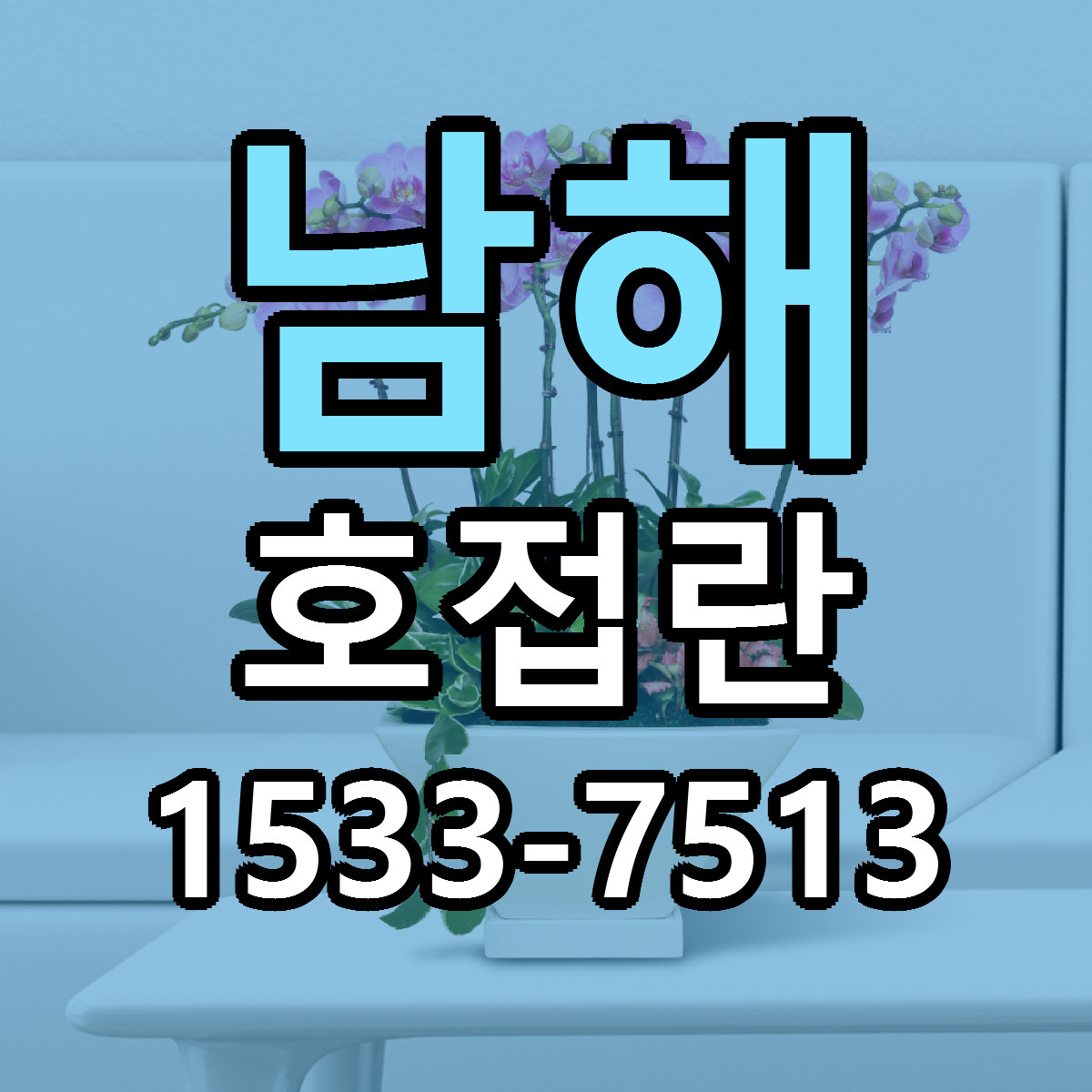 남해 호접란 빠른배송 싼곳 가격 문의