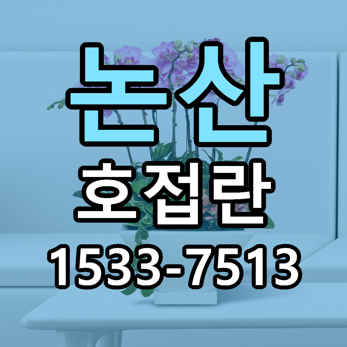 논산 호접란 빠른배송 가격 저렴한곳 찾기