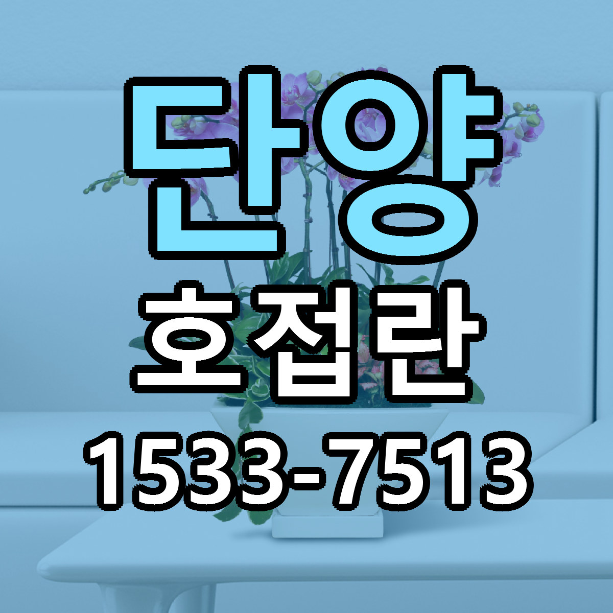 단양 호접란 당일배송 가격 저렴한곳 추천