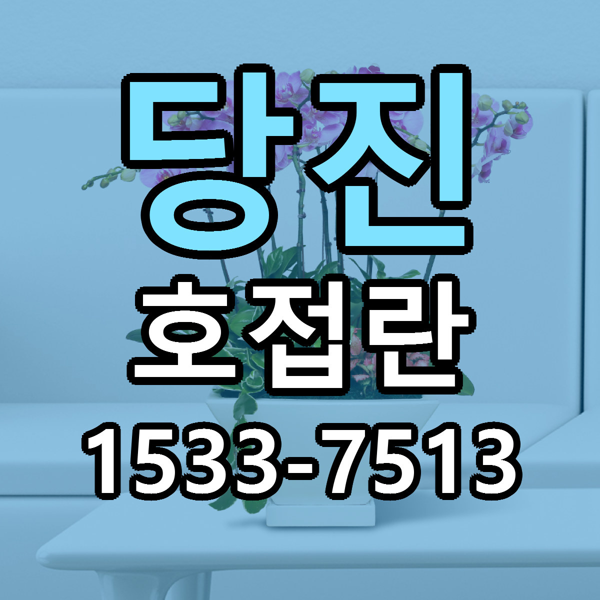 당진 호접란 당일배송 리본문구 빠른배송 서비스