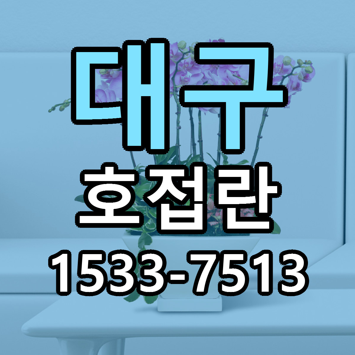 대구 호접란 근처꽃집 빠른배송 가격 문의