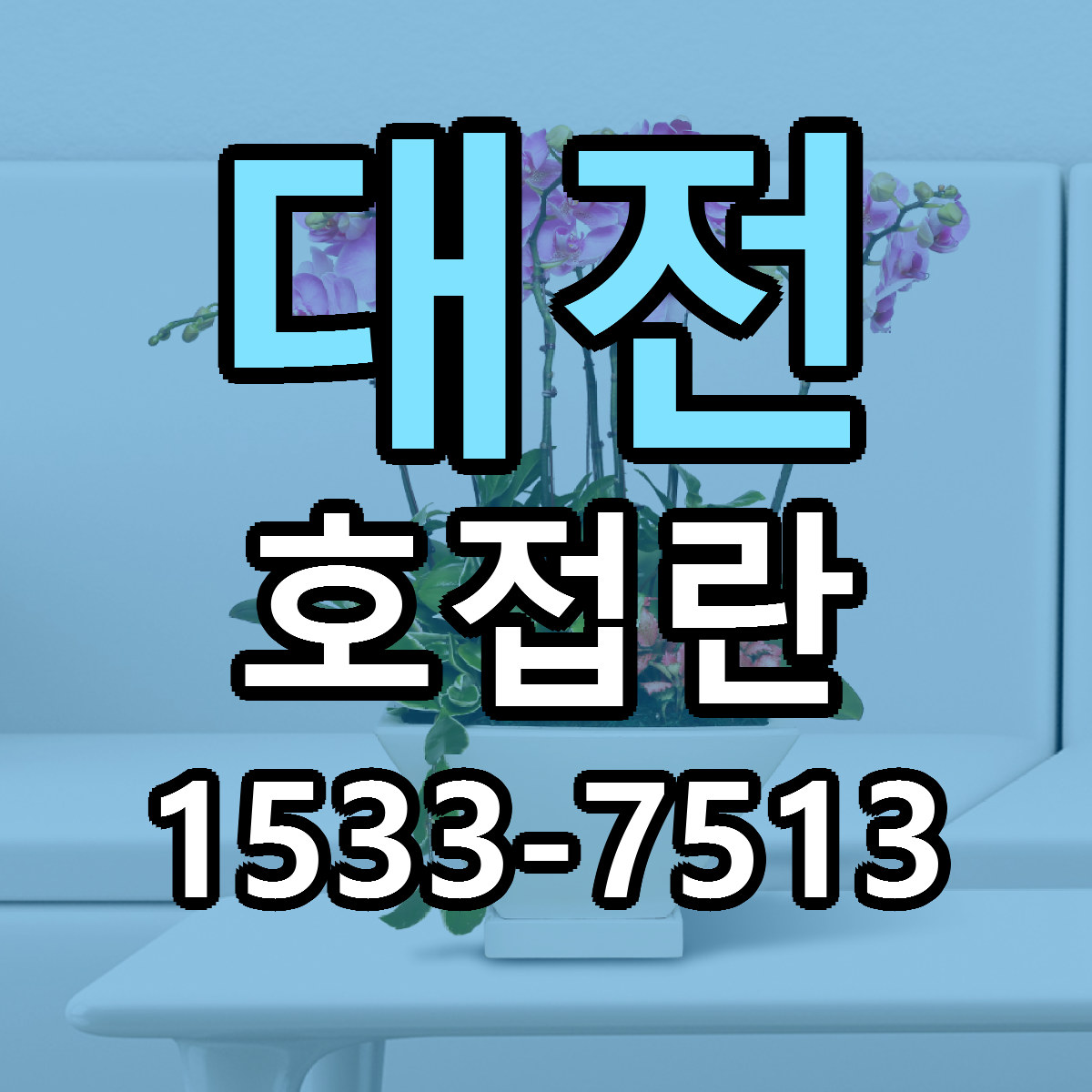 대전 호접란 빠른배송 근처꽃집 가격 비교