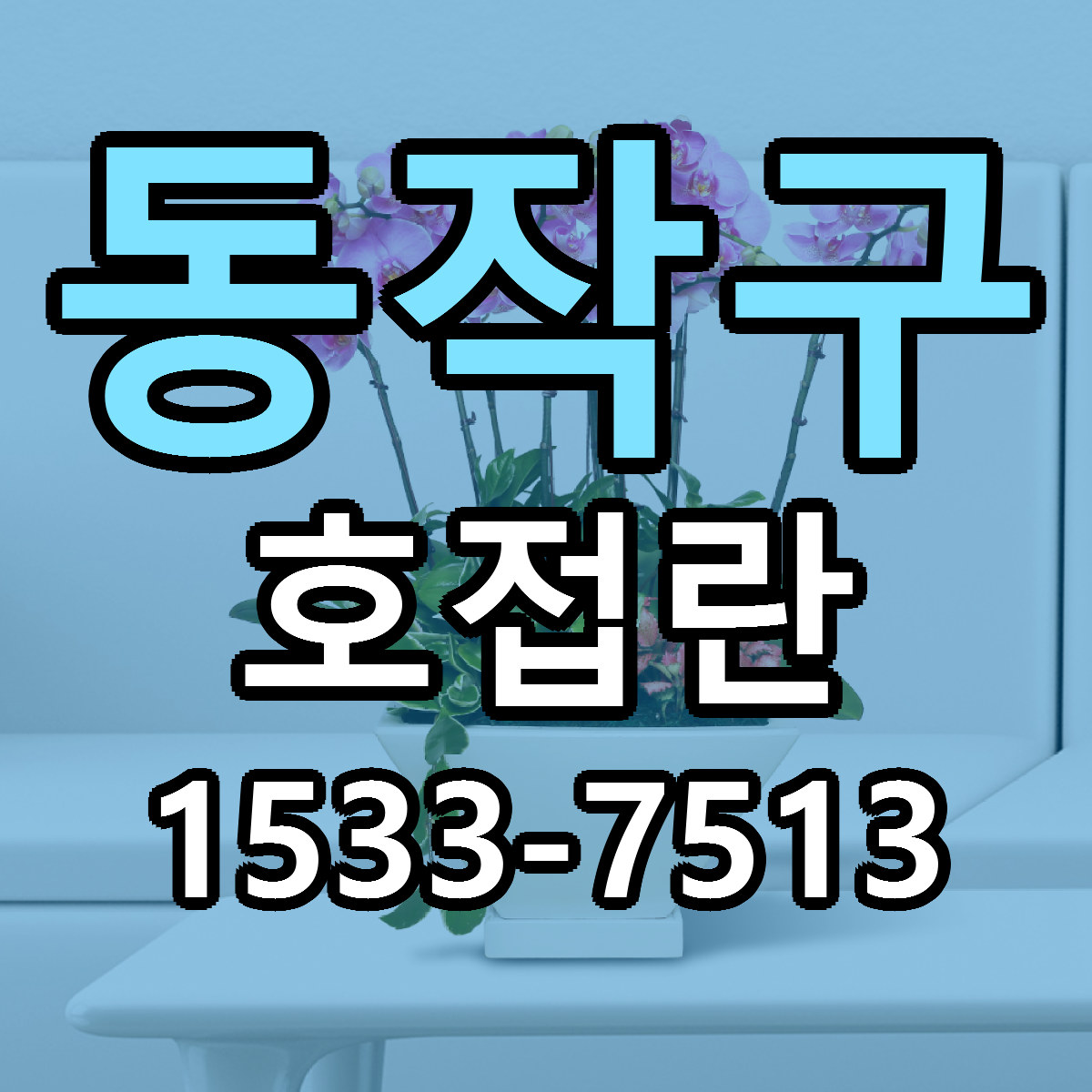동작구 호접란 빠른배송 근처꽃집 가격 비교