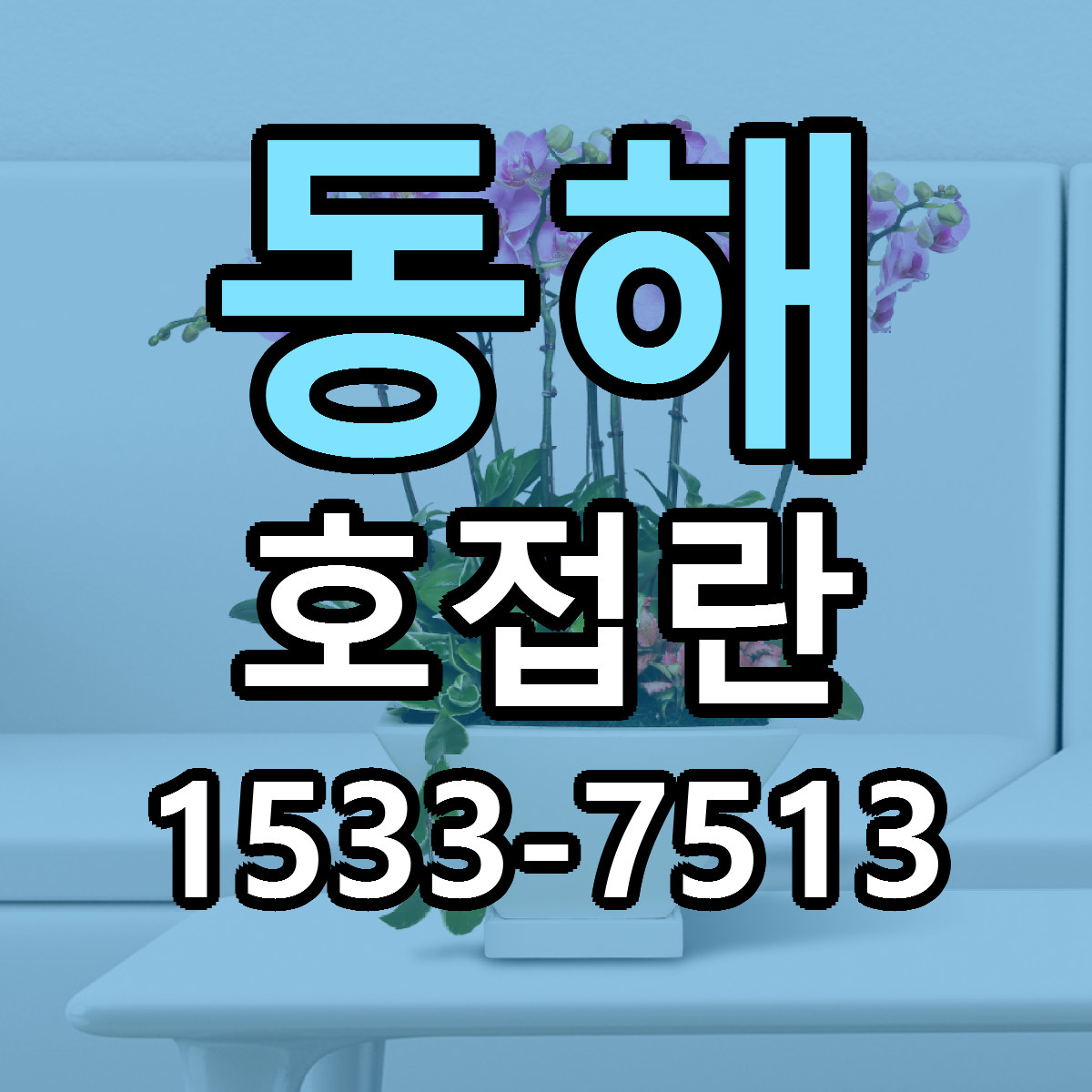 동해 호접란 근처꽃집 당일배송 싼곳 추천