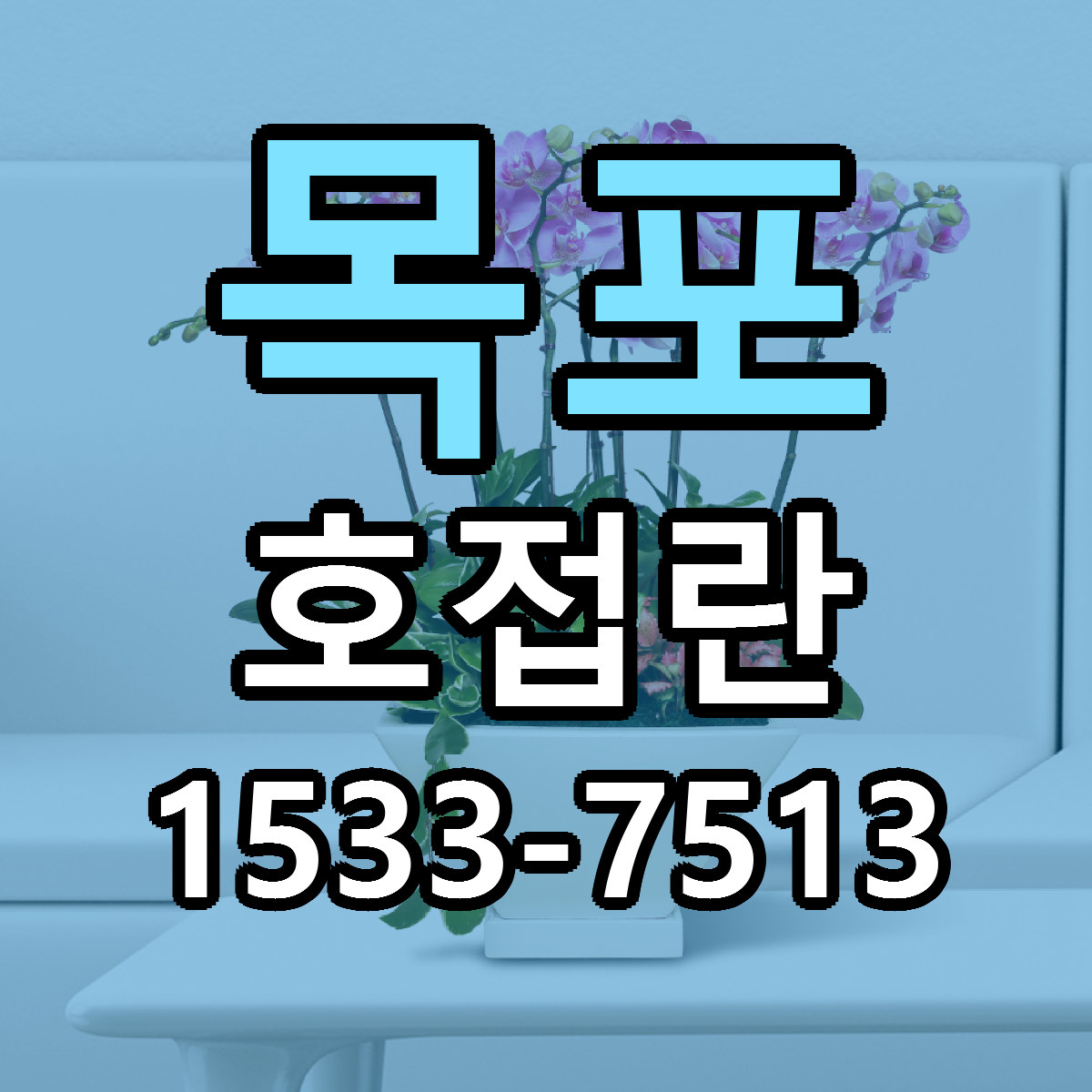 목포 호접란 당일배송 저렴한곳 리본문구 추천