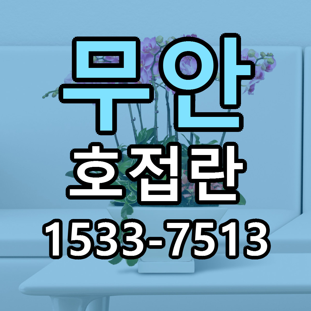 무안 호접란 빠른배송 싼곳 가격 문의