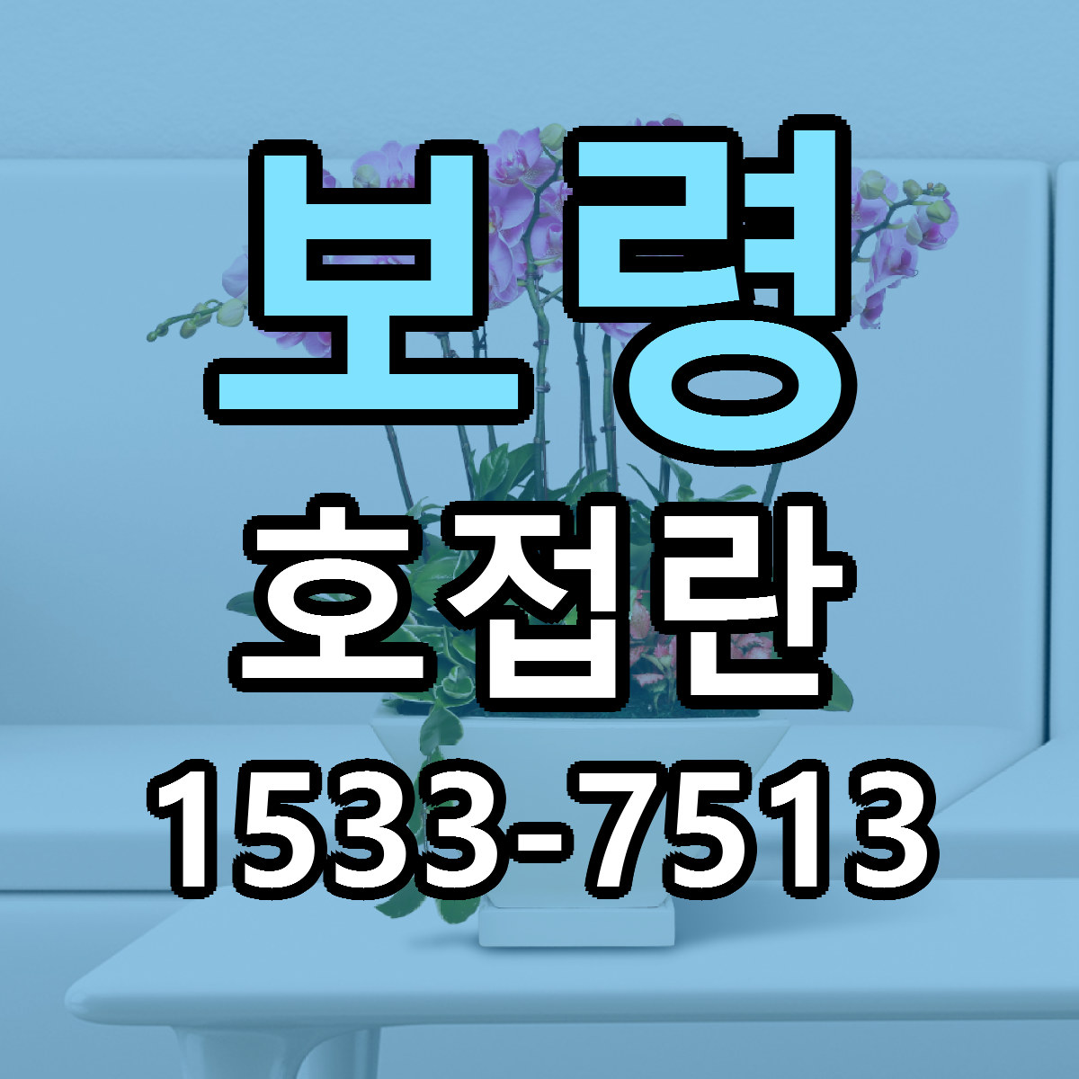 보령 호접란 근처꽃집 당일배송 리본문구 서비스