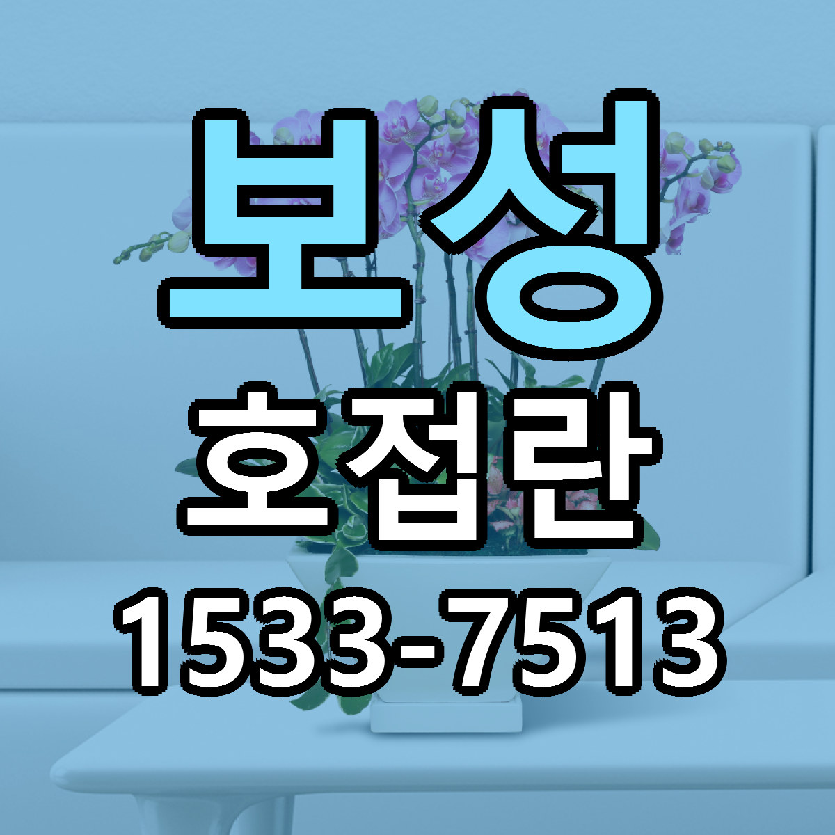 보성 호접란 당일배송 리본문구 빠른배송 서비스