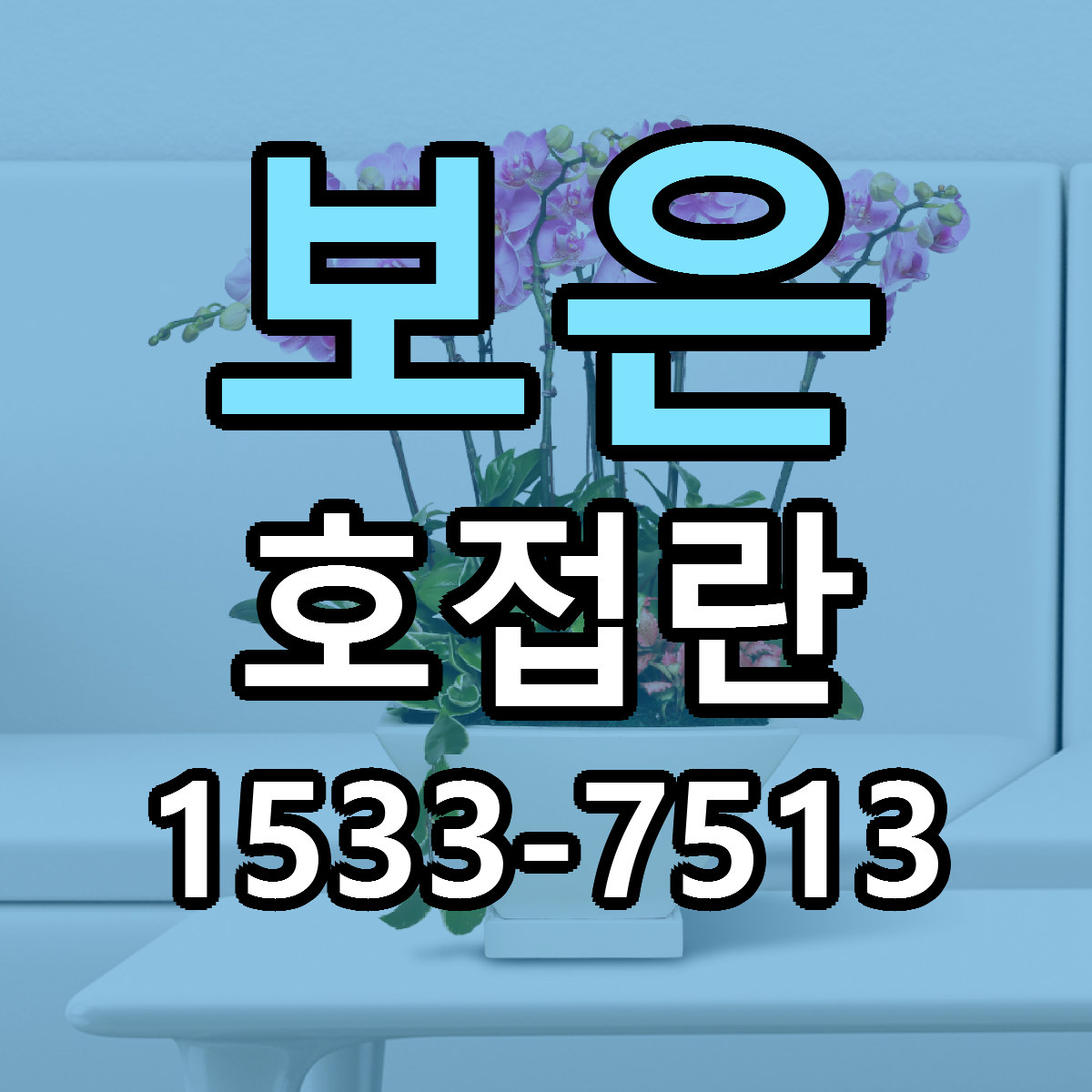 보은 호접란 근처꽃집 저렴한곳 빠른배송 서비스