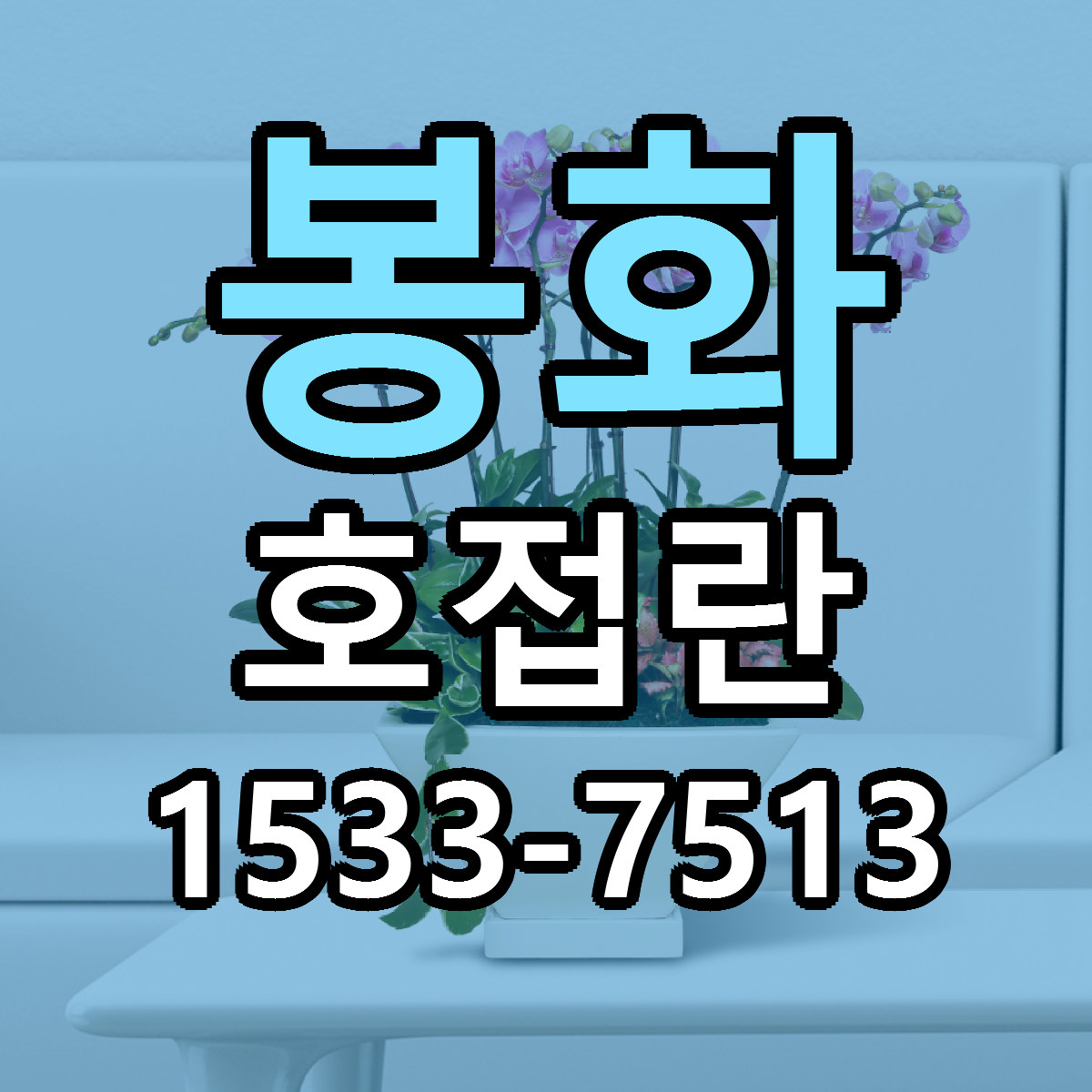 봉화 호접란 싼곳 당일배송 빠른배송 추천