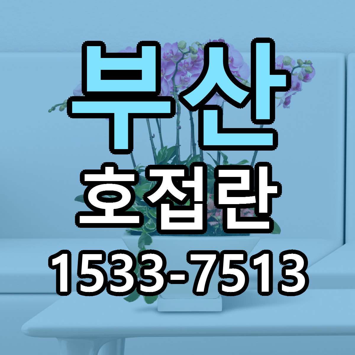 부산 호접란 근처꽃집 빠른배송 가격 문의