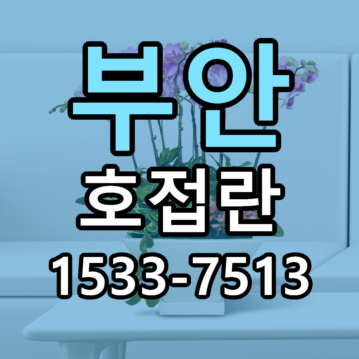 부안 호접란 근처꽃집 싼곳 빠른배송 안내