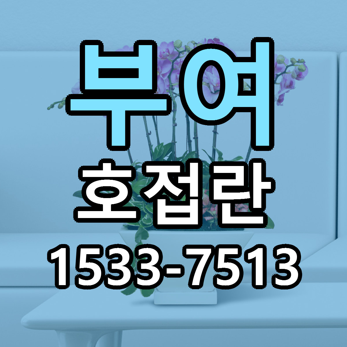 부여 호접란 근처꽃집 가격 저렴한곳 안내