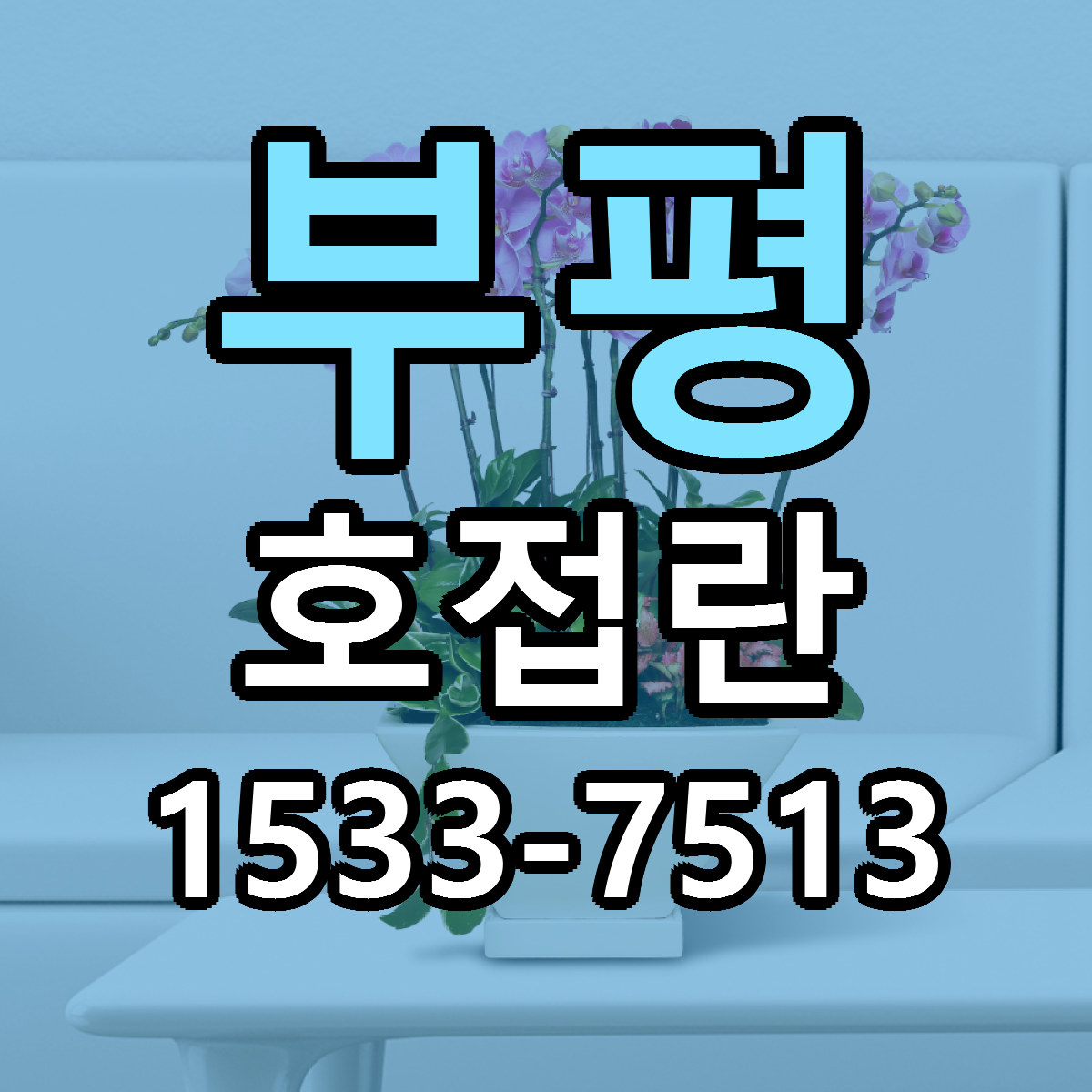 부평 호접란 당일배송 싼곳 리본문구 안내
