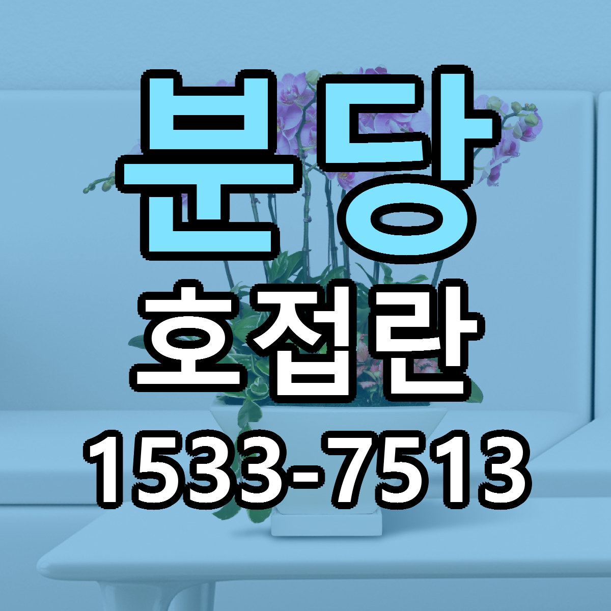 분당 호접란 근처꽃집 당일배송 리본문구 서비스
