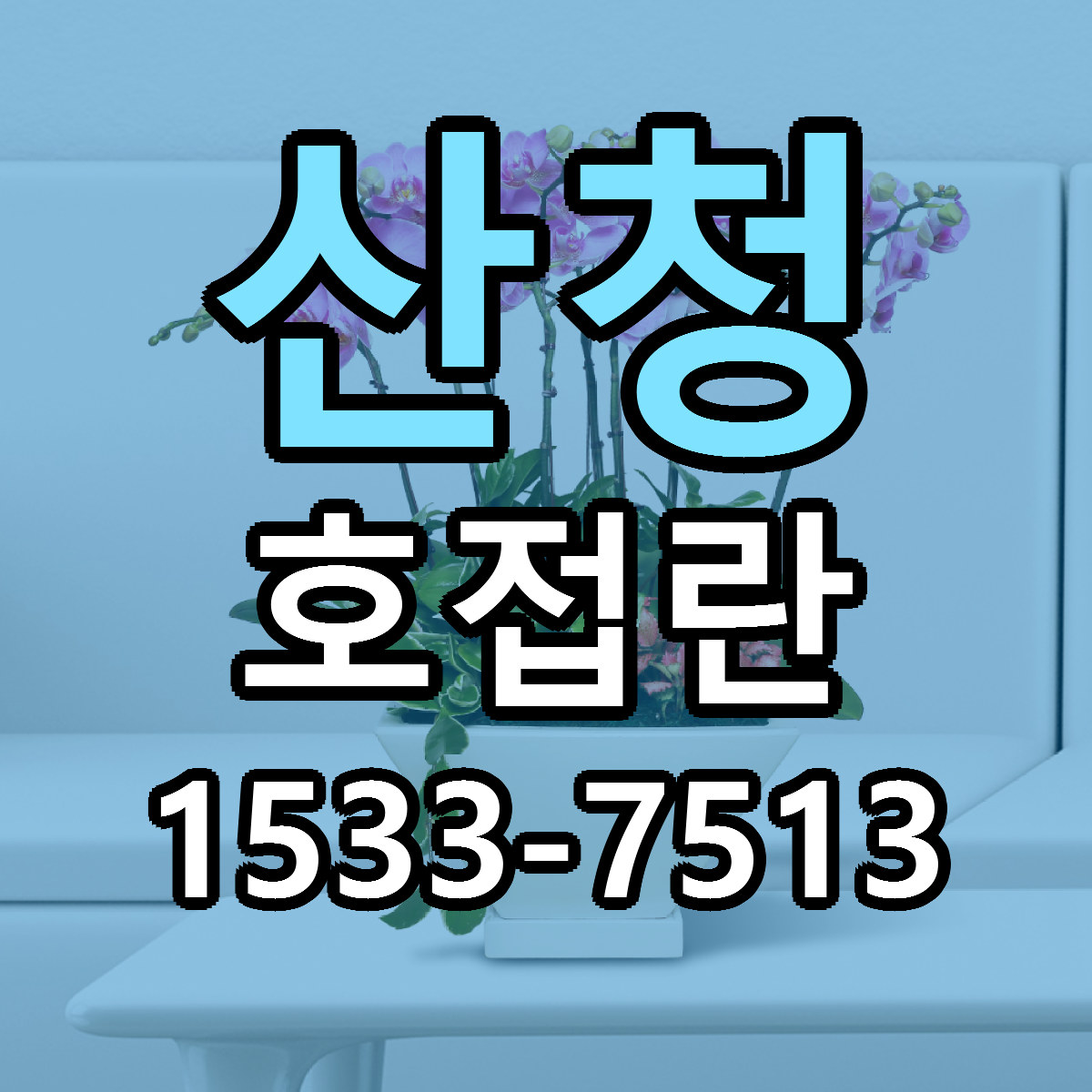 산청 호접란 근처꽃집 당일배송 가격 안내