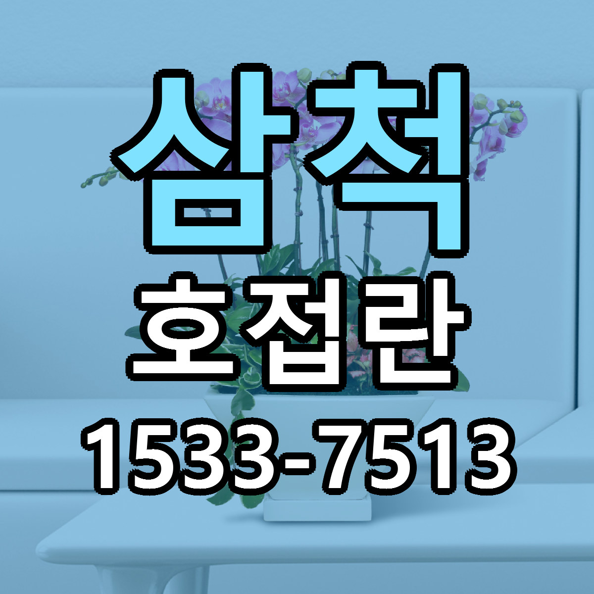 삼척 호접란 당일배송 가격 저렴한곳 추천